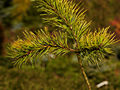 Pinus sylvestris M220108 Beduin IMG_1811 Sosna pospolita